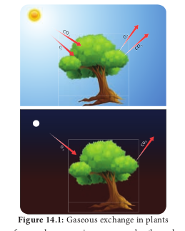  Compensation point ## Structure of ATP