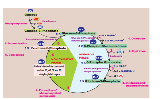 Pentose phosphate pathway or HMP shunt