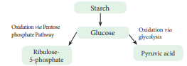 Fate of Glucose in HMP shunt
and Glycolysis