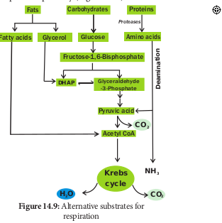  Alternative substrates for respiration