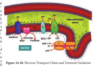  Electron Transport Chain and Terminal Oxidation