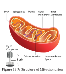 Structure of Mitochondrion