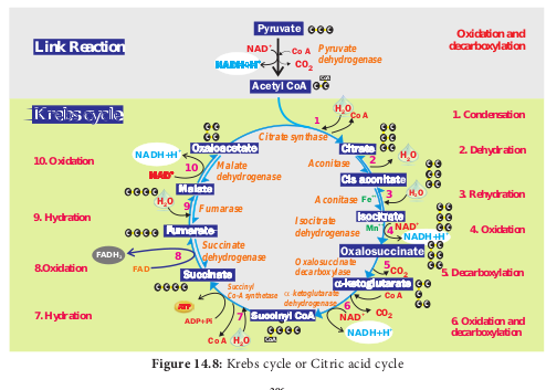 Krebs cycle or Citric acid cycle