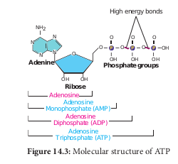  Types of Respiration