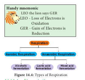  Overall stages of Respiration  