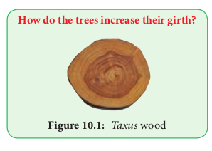  <em>Taxus</em> wood