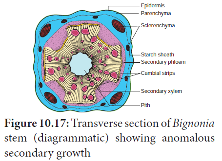 transverse section