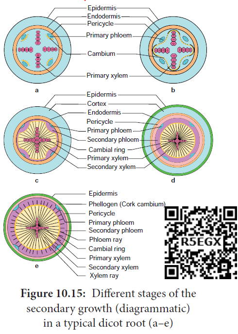 secondary growth in dicotroot