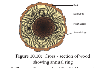  Cross - section of wood showing annual ring