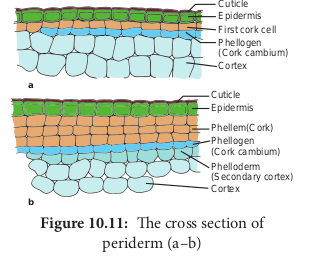 Phellem (Cork)