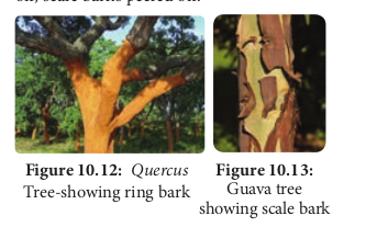  <em>Quercus</em> Tree-showing ring bark