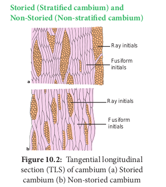  Tangential longitudinal section (TLS) of cambium (a) Storied cambium (b) Non-storied cambium