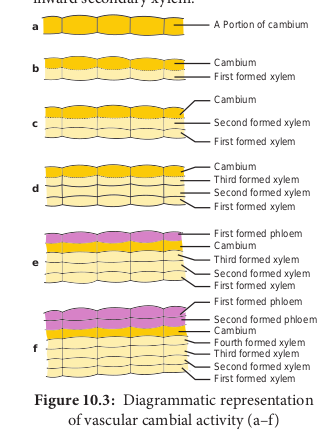  Diagrammatic representation of vascular cambial activity (a–f)