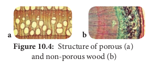  Structure of porous (a)