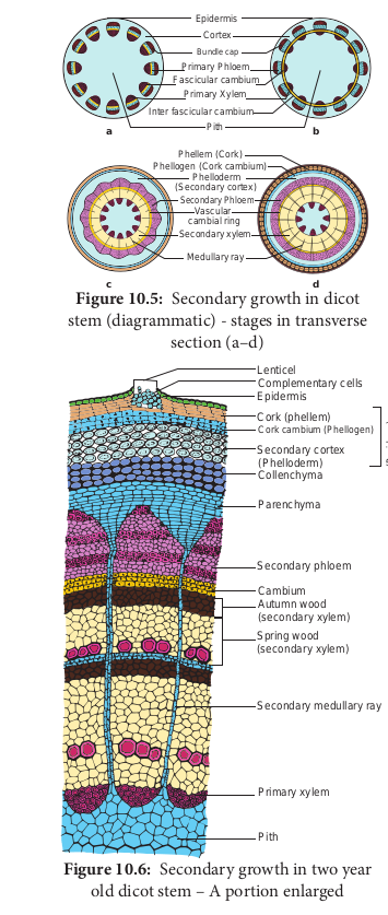  Secondary growth in dicot stem (diagrammatic) - stages in transverse