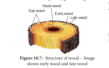  Secondary growth in two year old dicot stem – A portion enlarged