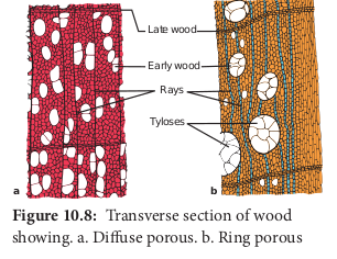  Transverse section of wood showing. a. Diffuse porous. b. Ring porous