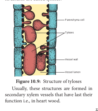  Structure of tyloses 