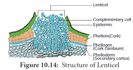 structure of lenticel