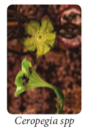 Ceropegia spp