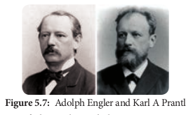  Adolph Engler and Karl A Prantl