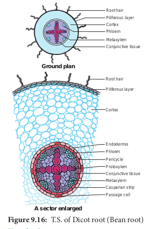 T.S. of Dicot root (Bean root)