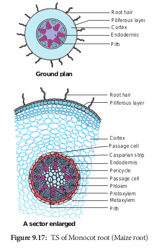 T.S of Monocot root (Maize root)