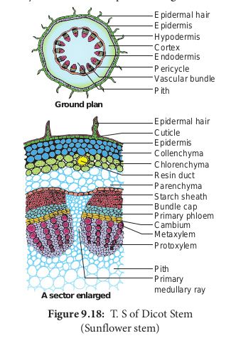 T. S of Dicot Stem (Sunflower stem)