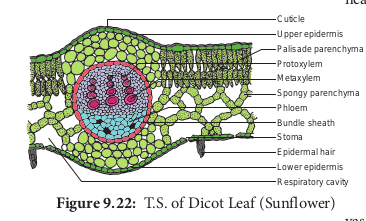 T.S. of Dicot Leaf (Sunflower)