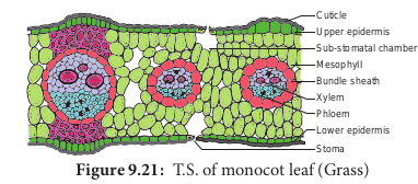 T.S. of monocot leaf (Grass)