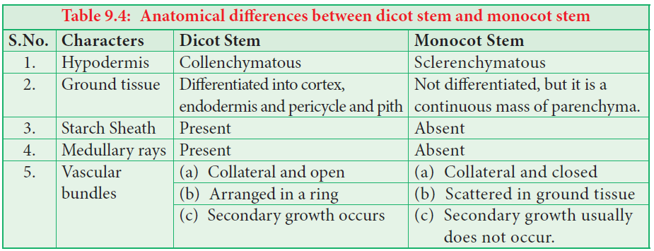 Anatomical differences between dicot stem and monocot stem