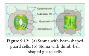 Stoma with bean-shaped