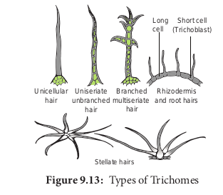 Types of Trichomes