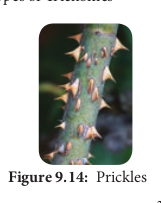 Prickles