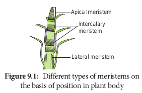 Different types of meristems on the basis of position in plant body