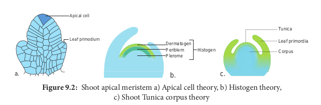 Shoot apical meristem a) Apical cell theory, b) Histogen theory,
c) Shoot Tunica corpus theory