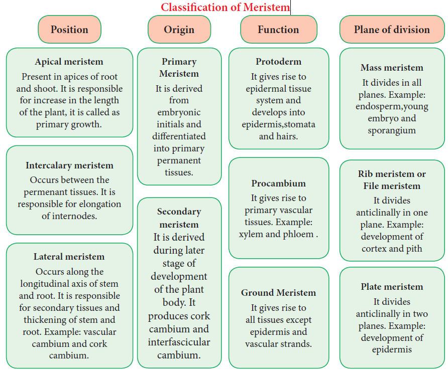 Classification of Meristem