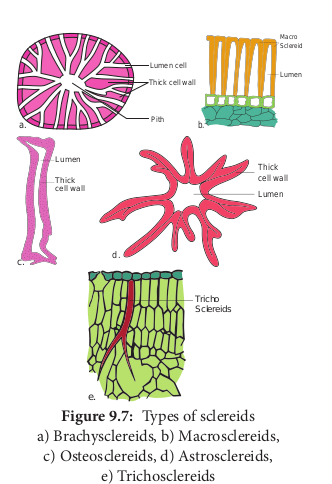 Types of sclereids