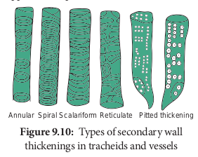 Types of secondary wall thickenings in tracheids and vessels