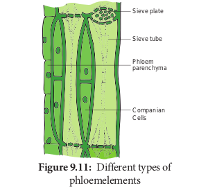 Different types of phloemelements