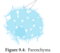 Parenchyma