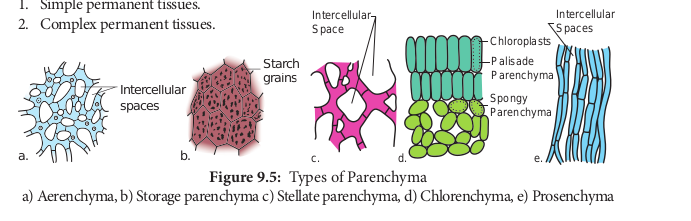 Types of Parenchyma