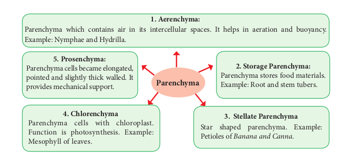 Parenchyma