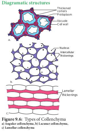 Types of Collenchyma