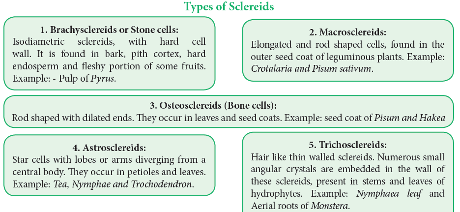 Types of sclereids