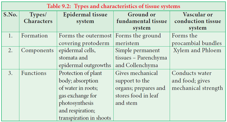 Types and characteristics of tissue systems