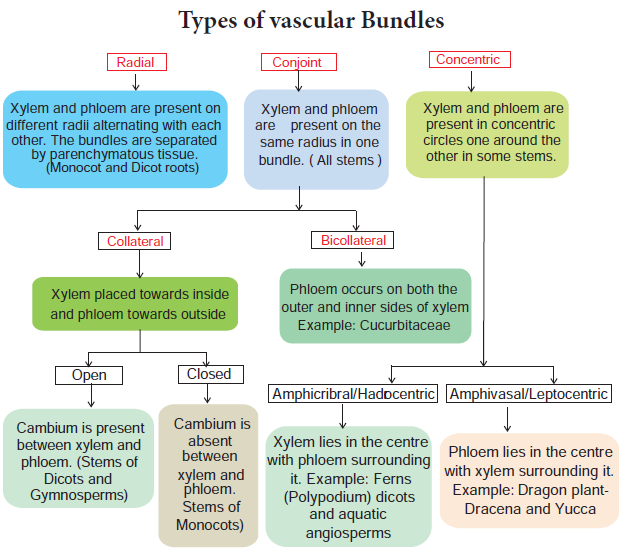 Types of vascular Bundles