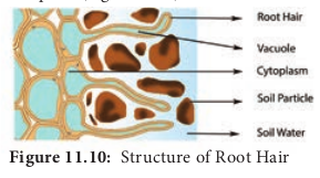  Structure of Root Hair 