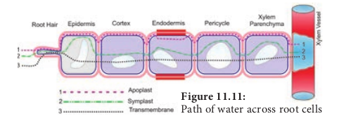 Path of water across root cells