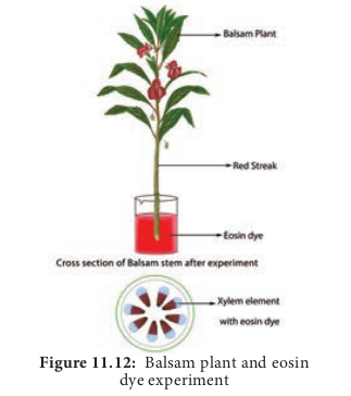  Balsam plant and eosin dye experiment